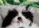 Maltese Puppies for sale in Streamwood, IL, USA. price: $2,000