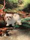 Maltese Puppies for sale in Sylva, NC 28779, USA. price: NA