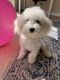 Maltese Puppies for sale in Miramar, FL 33025, USA. price: $700