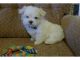 Maltese Puppies for sale in Los Angeles St, Eilat, Israel. price: NA