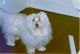 Maltese Puppies for sale in Chicago Loop, Chicago, IL, USA. price: $550