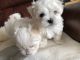 Maltese Puppies for sale in Wenatchee, WA 98801, USA. price: $500