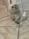 Maltese Puppies for sale in 51 Cedar Pl, Yonkers, NY 10705, USA. price: $1,600