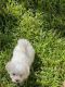 Maltese Puppies for sale in Fort Lauderdale, FL, USA. price: $2,000