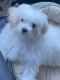Maltese Puppies for sale in Key West, FL 33040, USA. price: $3,000