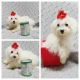 Maltese Puppies for sale in Taylor, TX 76574, USA. price: $3,000