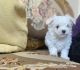 Maltese Puppies for sale in Mendota Heights, MN, USA. price: $800