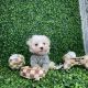 Maltese Puppies for sale in 145 Main St, Jersey, GA 30018, USA. price: NA