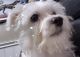Maltese Puppies for sale in Lilburn, GA 30047, USA. price: $800
