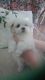 Maltese Puppies for sale in Isle, MN, USA. price: NA