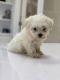 Maltese Puppies for sale in Baldwin Park, CA, USA. price: $600
