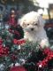 Maltese Puppies for sale in Baldwin Park, CA, USA. price: $700