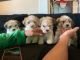 Maltese Puppies for sale in Oakland, CA, USA. price: $500