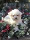 Maltese Puppies for sale in Baldwin Park, CA, USA. price: $600