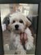 Maltese Puppies for sale in Aventura, FL, USA. price: $500