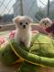 Maltese Puppies for sale in Vasant Kunj, New Delhi, Delhi, India. price: 60000 INR
