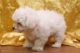 Maltese Puppies for sale in Birmingham, AL, USA. price: $500