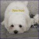 Maltese Puppies for sale in Bluefield, WV 24701, USA. price: $800