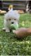 Maltese Puppies for sale in Toronto, OH 43964, USA. price: $700