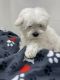 Maltese Puppies for sale in Daytona Beach, FL, USA. price: $900