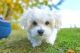 Maltese Puppies for sale in Downtown Los Angeles, Los Angeles, CA, USA. price: NA
