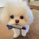 Maltese Puppies for sale in Houston, TX, USA. price: $700