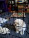 Maltese Puppies for sale in Fremont, CA, USA. price: $1,200