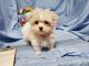Maltese Puppies for sale in California City, CA, USA. price: $800