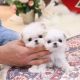 Maltese Puppies for sale in Michigan Ave, Dallas, TX 75216, USA. price: NA