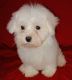 Maltese Puppies for sale in Fort Worth, TX, USA. price: $300