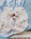 Maltese Puppies for sale in 8300 N Hayden Rd, Scottsdale, AZ 85258, USA. price: $3,000