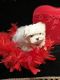 Maltese Puppies for sale in Pennsylvania Ave, Fort Worth, TX 76104, USA. price: $800