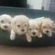 Maltese Puppies for sale in Dubai - United Arab Emirates. price: NA