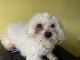 Maltese Puppies for sale in Prince George's County, MD, USA. price: $350