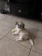 Maltese Puppies for sale in Port St. Lucie, FL, USA. price: $600