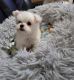 Maltese Puppies for sale in Minneapolis, MN, USA. price: $700