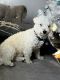 Maltese Puppies for sale in Queens, NY, USA. price: $2,000