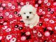Maltese Puppies for sale in Queens, NY, USA. price: $700