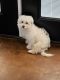 Maltese Puppies for sale in Lucedale, MS 39452, USA. price: $800