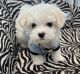 Maltese Puppies for sale in Lancaster, TX, USA. price: $600