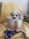 Maltese Puppies for sale in Jefferson, TX 75657, USA. price: NA
