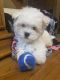 Maltese Puppies for sale in New Orleans, LA, USA. price: $700