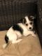 Maltese Puppies for sale in Granville, NY 12832, USA. price: $800