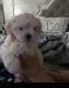 Maltese Puppies for sale in Bronx, NY, USA. price: $1,500
