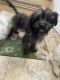 Maltese Puppies for sale in 7836 Monitor Ave, Burbank, IL 60459, USA. price: $400