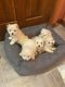 Maltese Puppies for sale in New Pekin, IN 47165, USA. price: NA