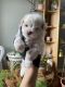 Maltese Puppies for sale in Shorewood, IL, USA. price: $1,800