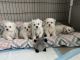 Maltese Puppies for sale in Troy, VA 22974, USA. price: $650