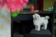 Maltese Puppies for sale in Veerapandi Pirivu, Coimbatore, Tamil Nadu, India. price: 22000 INR