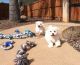 Maltese Puppies for sale in 21201 Sherman Way, Canoga Park, CA 91303, USA. price: $500